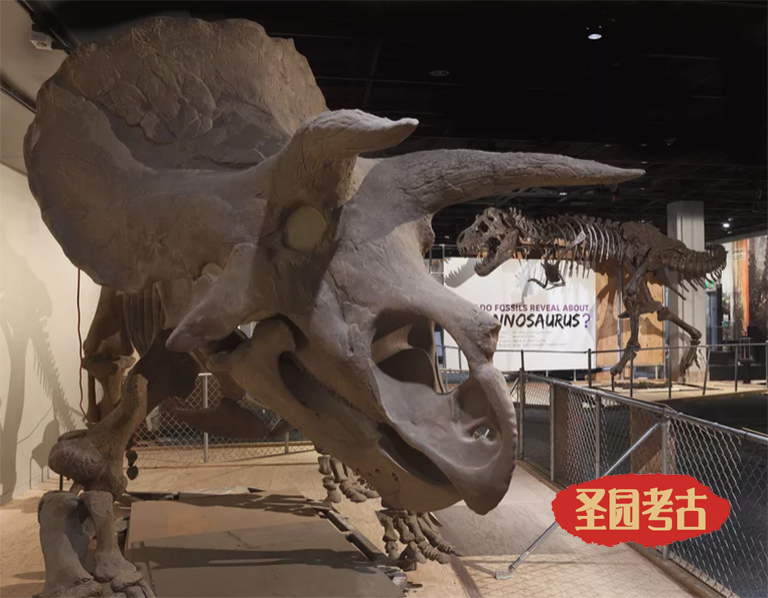 10种著名的中生代有角恐龙-恐龙考古模型又有新的素材了