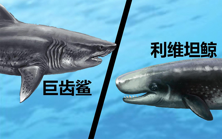 史前巨齿鲨对阵抹香鲸谁赢了-益智恐龙考古桌厂家来揭秘
