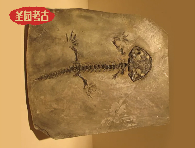 益智恐龙考古桌厂家关于史前两栖动物的图片和简介系列（三）