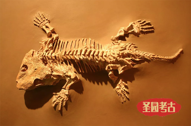 益智恐龙考古桌厂家关于史前两栖动物的图片和简介系列（四）
