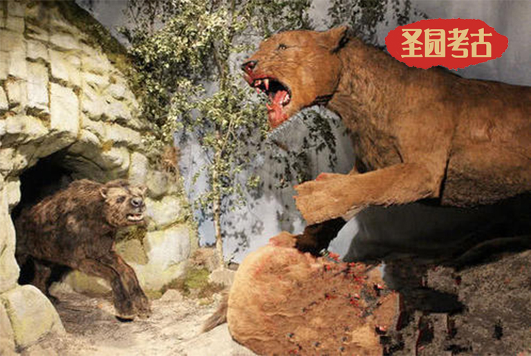洞穴熊对战洞穴狮子 谁能获得最后的胜利？