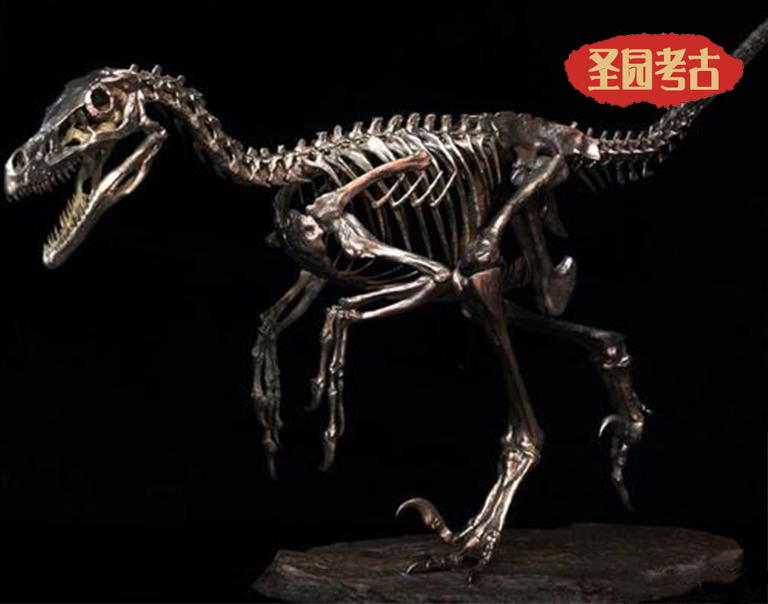 世界上最著名的猛禽的化石历史-迅猛龙是如何被发现的