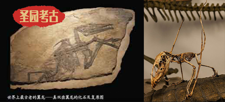 恐龙考古模型厂家北京圣园分享双型齿翼龙相关信息数据
