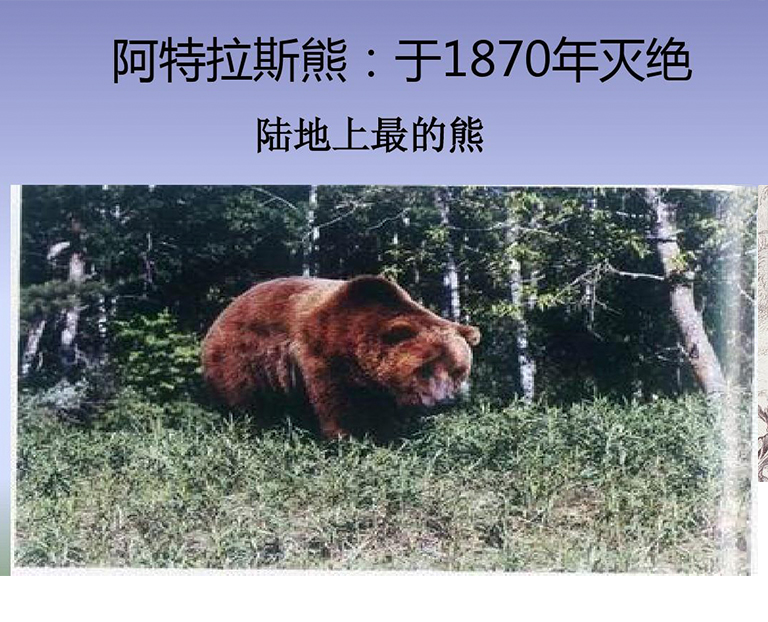 已经灭绝的阿特拉斯熊的相关信息